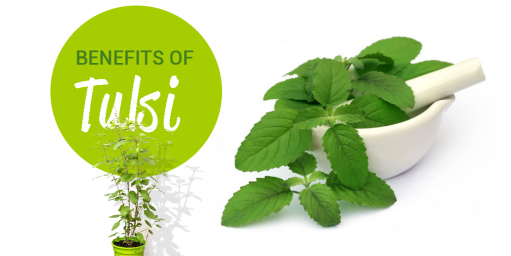 Top health benefits of tulsi(Holy Basil)
