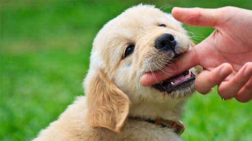 What To Do If Bitten By A Dog