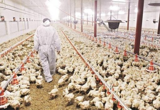 Now Bird flu outbreak: Is it safe to eat chicken & eggs?