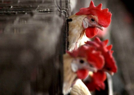 Bird flu effect: Sale of chicken, egg-based food items banned at restaurants in parts of Delhi