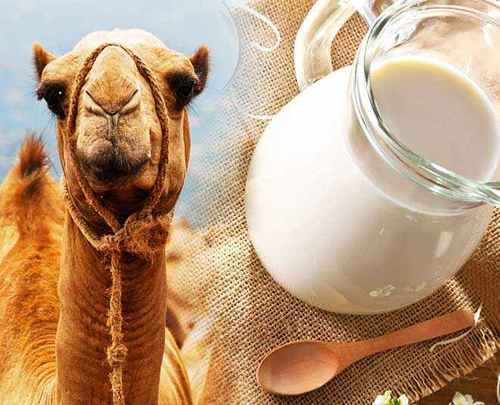 Top Health Benefits Of Camel Milk